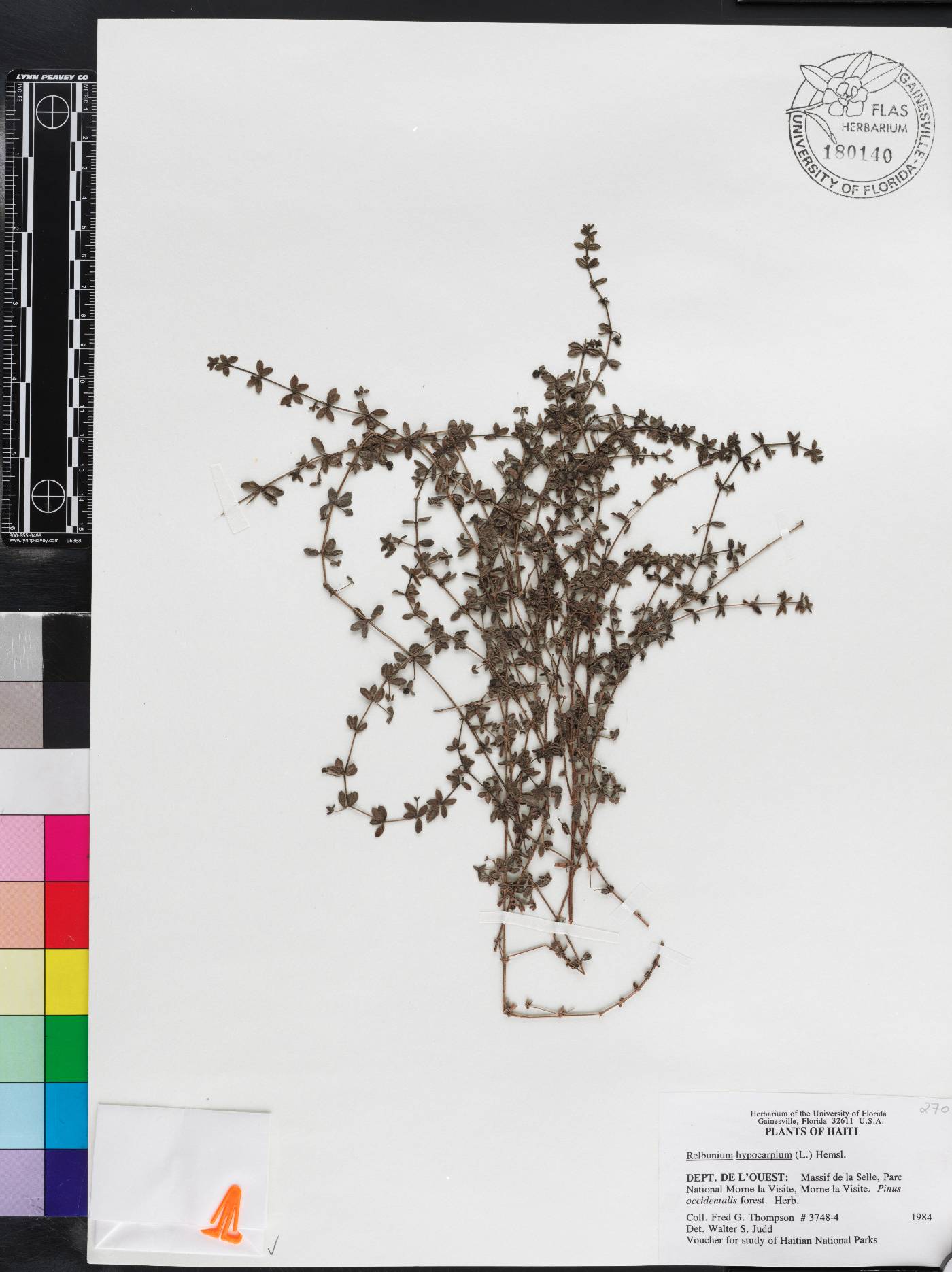 Galium hypocarpium image
