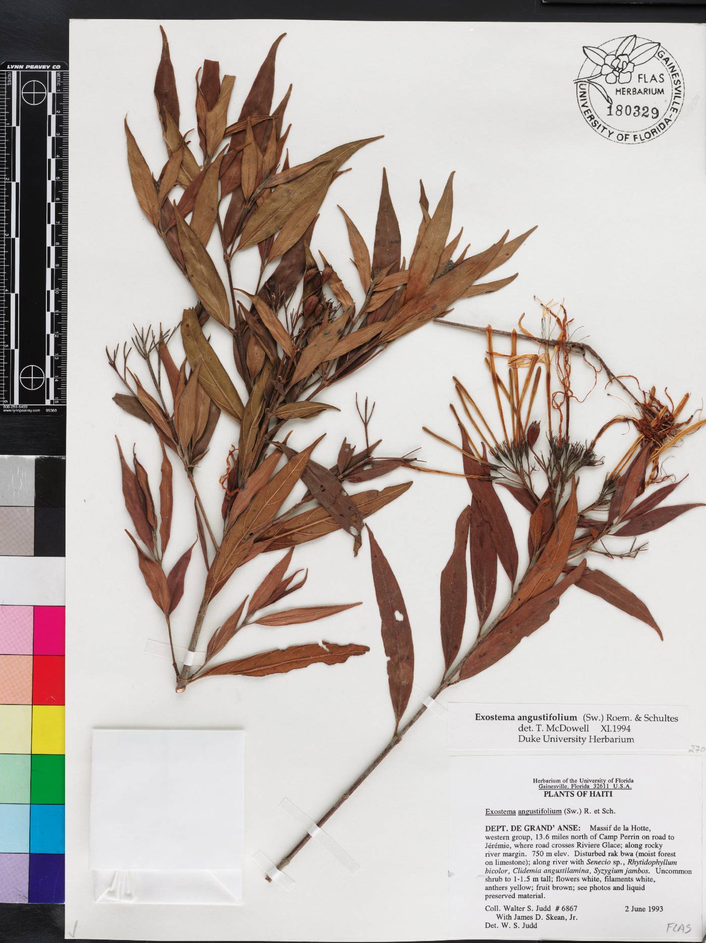 Exostema angustifolium image
