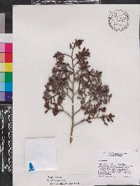 Erythroxylum pedicellare image