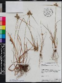 Cyperus aggregatus image