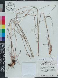 Andropogon ternarius image