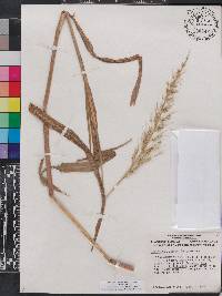 Echinochloa walteri image