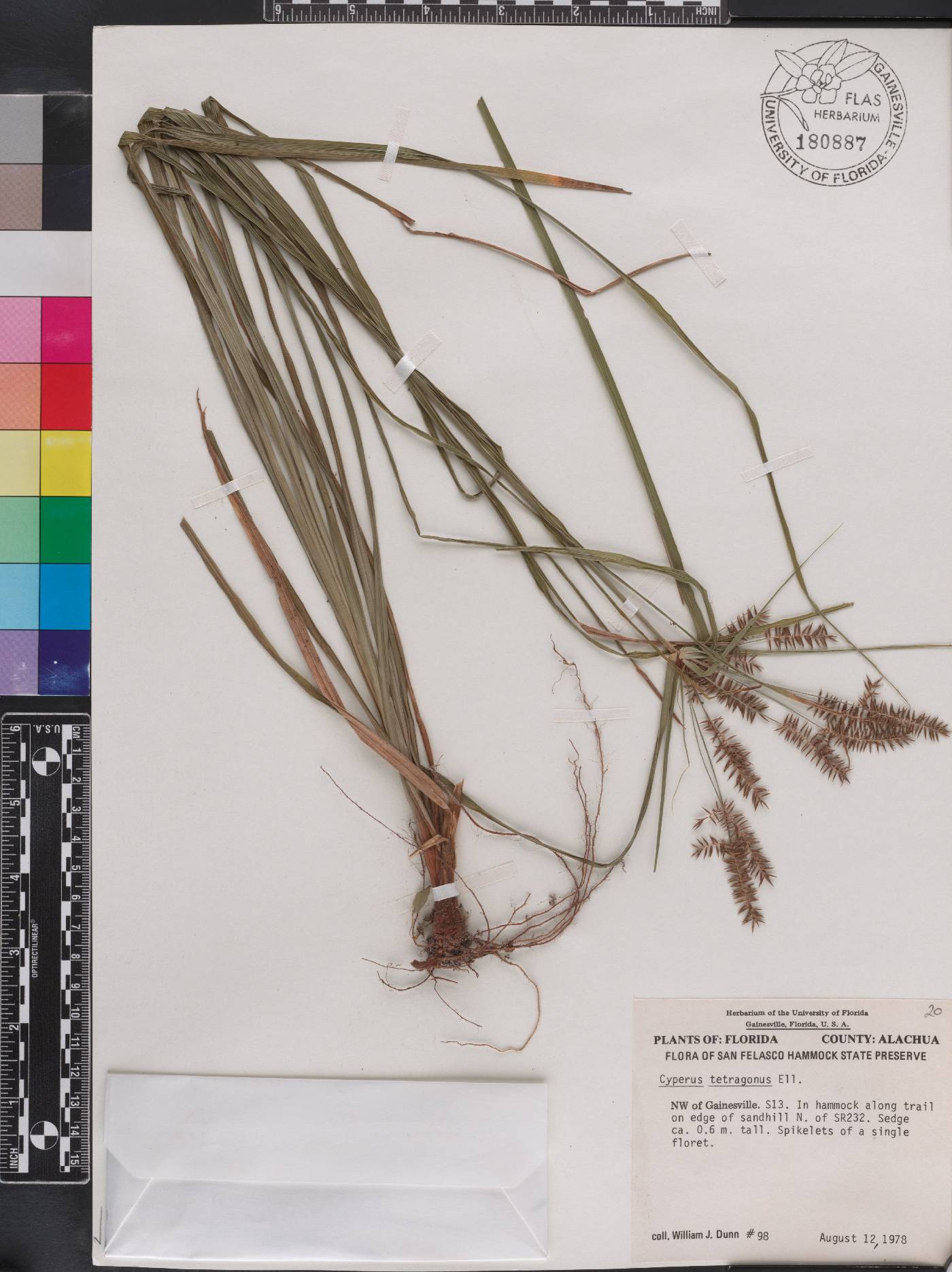 Cyperus tetragonus image