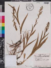 Habenaria repens image