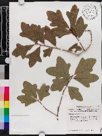 Quercus margarettae image