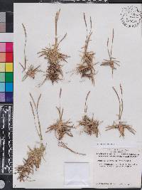 Eremochloa ophiuroides image