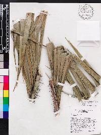 Bactris cubensis image