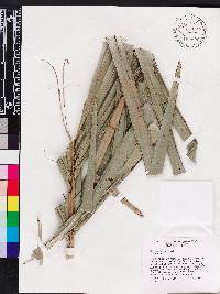 Bactris cubensis image