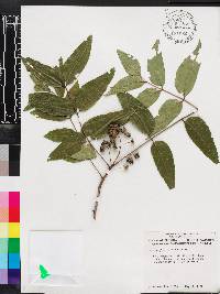 Zanthoxylum clava-herculis image