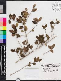 Ilex vomitoria image