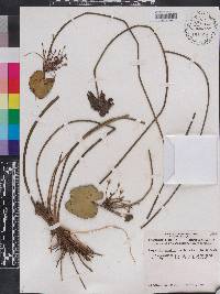 Nymphoides aquatica image