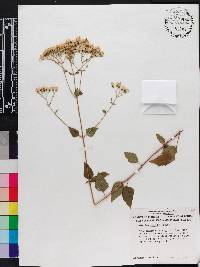 Ageratina jucunda image