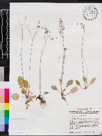 Youngia japonica image