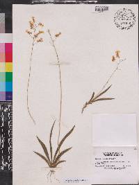 Oncidium variegatum image
