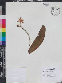 Phalaenopsis violacea image