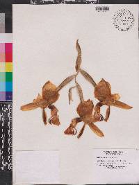 Stanhopea wardii image