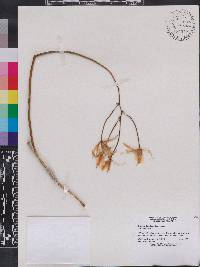 Brassavola tuberculata image
