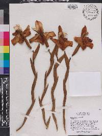 Image of Maxillaria fletcheriana
