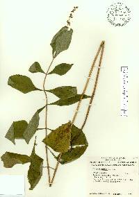 Salvia urticifolia image