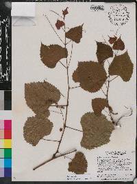 Vitis vulpina image