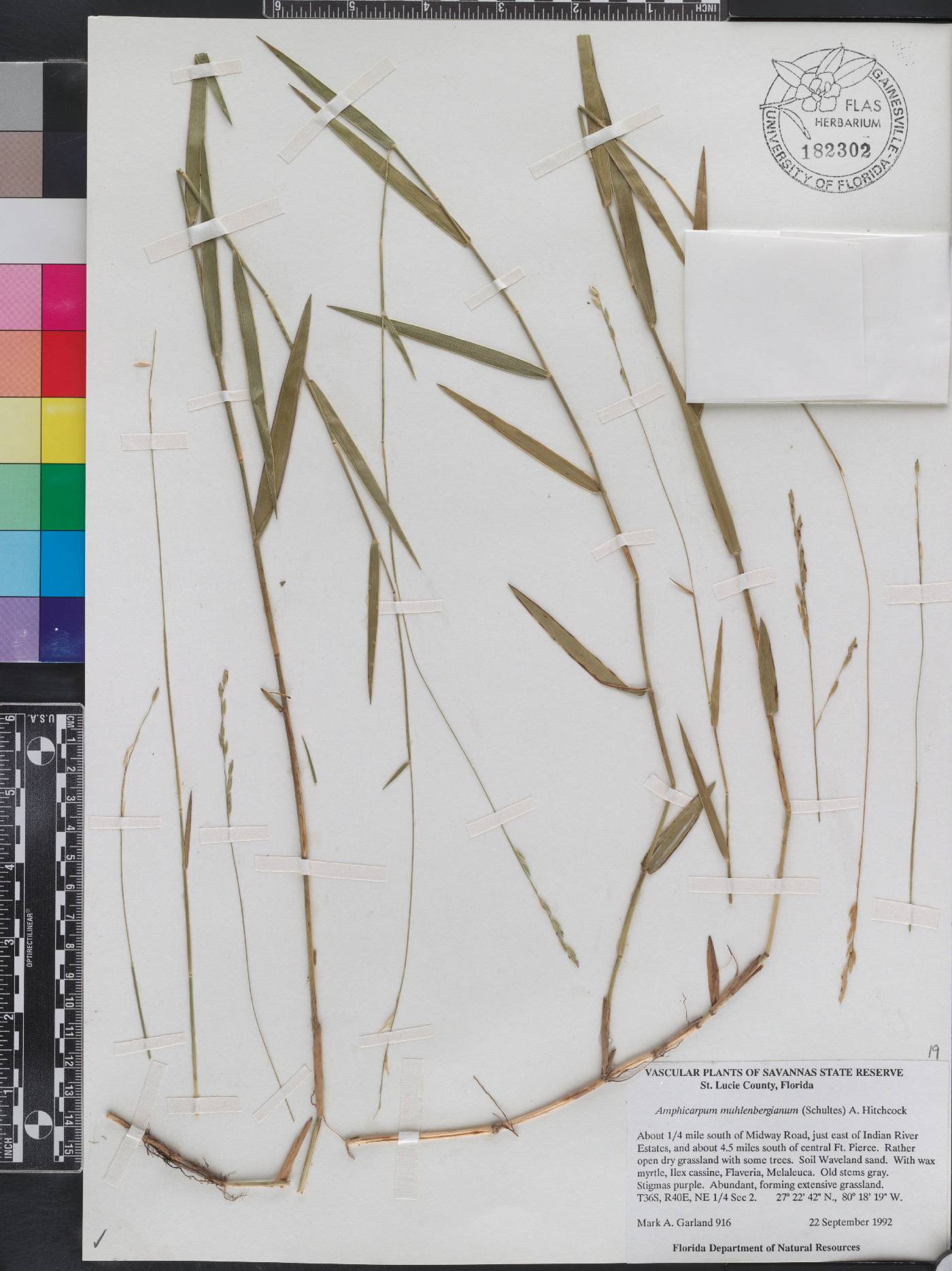Amphicarpum image