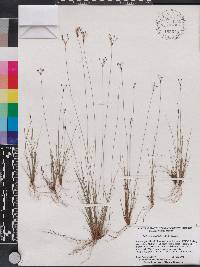 Bulbostylis ciliatifolia image