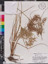 Cyperus lecontei image