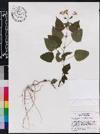 Ageratina jucunda image