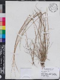 Aristida purpurascens image