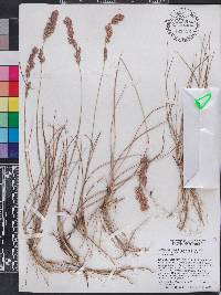 Eragrostis secundiflora image