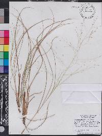 Eragrostis elliottii image