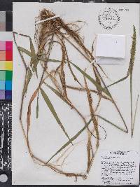 Sacciolepis striata image