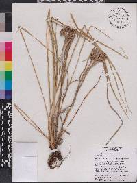 Cyperus distinctus image