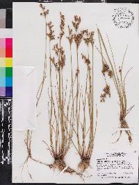 Juncus elliottii image