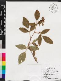 Rubus argutus image