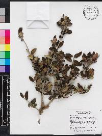 Ilex vomitoria image