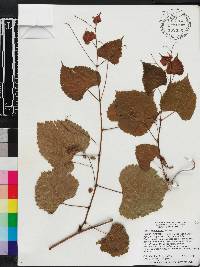 Vitis vulpina image