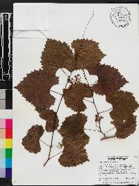 Vitis rotundifolia image