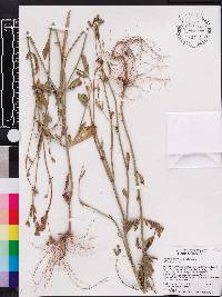 Verbena brasiliensis image