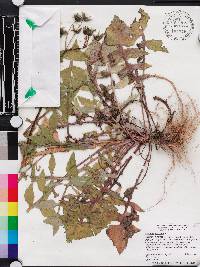 Sonchus oleraceus image