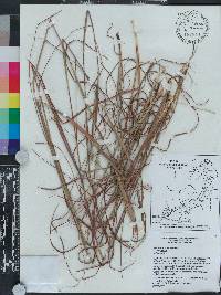 Andropogon gyrans image