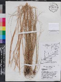 Aristida stricta image