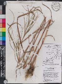 Heteropogon melanocarpus image