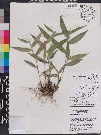 Panicum commutatum image