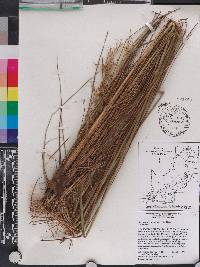 Sorghastrum secundum image