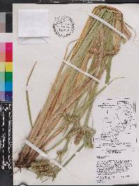 Carex comosa image