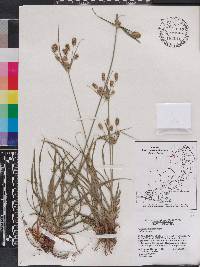 Cyperus retrorsus image