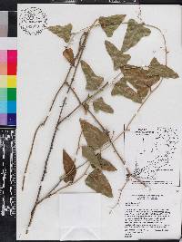 Smilax bona-nox image