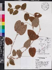 Smilax pumila image