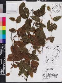 Smilax pumila image